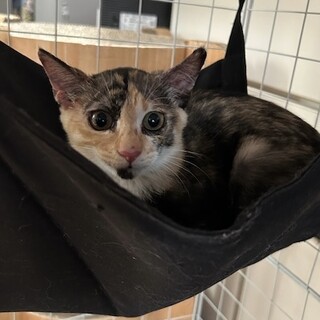 【8/24⭐️泉大津にて譲渡会】参加猫はんちゃん