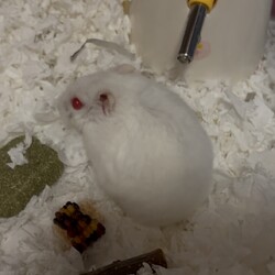 「うちに来て二週間だね」サムネイル1