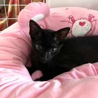 【8/24⭐️泉大津にて譲渡会】参加猫サンダーくん