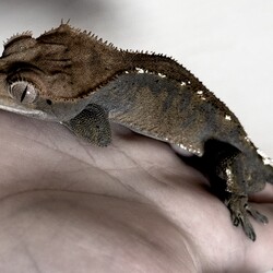 「クレスお迎え+近況報告」サムネイル1