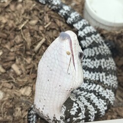 「クレスお迎え+近況報告」サムネイル2