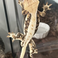 「クレスお迎え+近況報告」サムネイル3