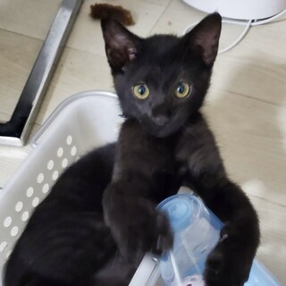 【8/24⭐️泉大津にて譲渡会】参加猫ブラックくん