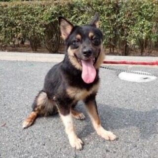 小柄なブラタン柄の女の子【りん】ちゃん