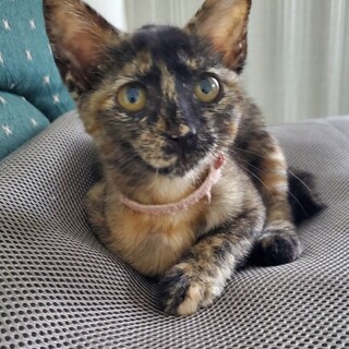 【8/24⭐️泉大津にて譲渡会】参加猫ピンクちゃん