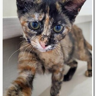 【8/24⭐️泉大津にて譲渡会】イエローちゃん