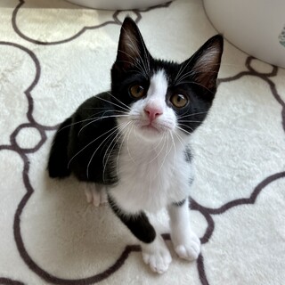 きぼうくん（仲良しの くくり と一緒に）