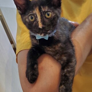 【8/24⭐️泉大津にて譲渡会】ブルーちゃん