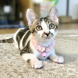 抱っこもひざの上も大好きです♪