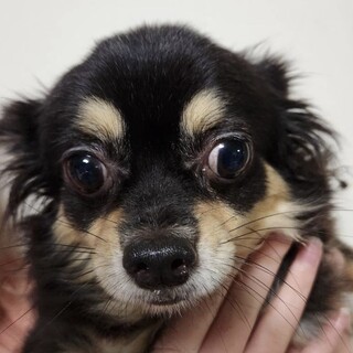 チワワ女の子ノア　面会予約済みです