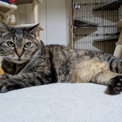 猫姉妹、なんと10歳です