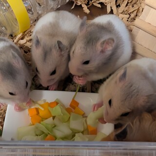 ゴールデンハムスターの赤ちゃん