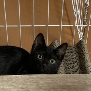 生後2ヶ月半オス黒豆くん