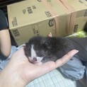 譲渡しました！8月12日生まれたて。黒、鼻白