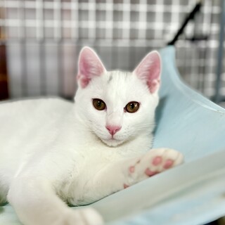 【4/10生まれ】兄妹4匹のお家を探しています