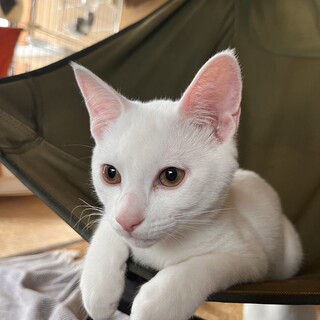 【4/10生まれ】兄妹4匹のお家を探しています