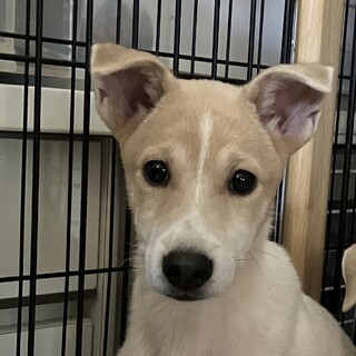 一旦募集停止処分ギリギリ回避　殺処分をなくしたい