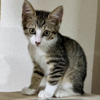 【てん】大人しい男の子1.2kg