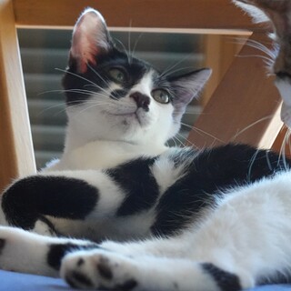 お鼻がハート模様の❤モウちゃん