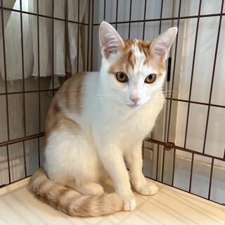 2024年9月生まれ　人馴れ抜群ソイくん