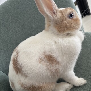 ミニウサギの女の子
