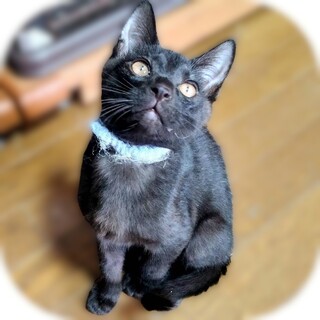 なつっこくてしっかりもの❤ライチ