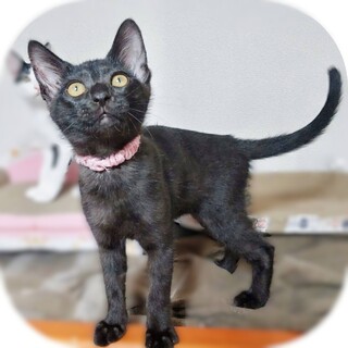 ★里親様決定★仲良し兄妹妹分の甘えんぼ❤アナナ