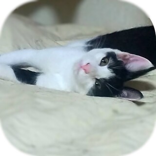 仲良し兄妹大人くて甘えんぼ❤アンズ