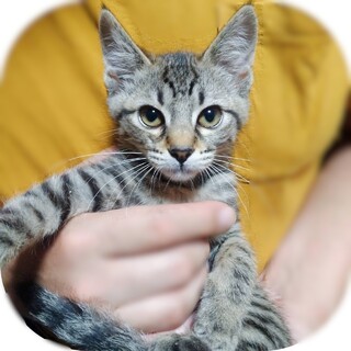 ★里親様決定★仲良し兄妹、小柄でカワイイ❤キウイ