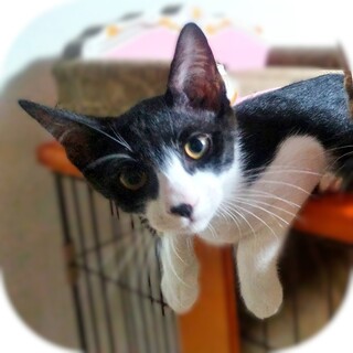 ★里親様決定★元気で人好き！ハチワレ男子❤はっさく