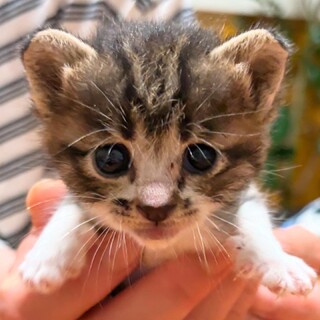 お転婆で元気な、生後4週間、女の子です。