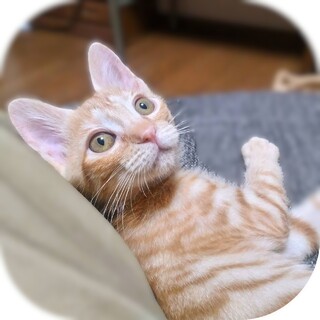 ★里親様決定★ちょっとめずらしい茶トラ女子❤ナイン