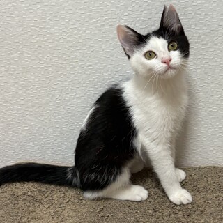 仲良し姉妹　かわいいココちゃん