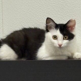 仲良し姉妹　ゴージャス　ロナちゃん