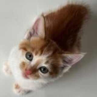 先住猫のいる方に。生後1ヶ月 茶白坊や