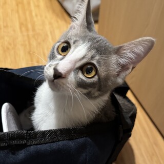 甘えん坊のグレー猫