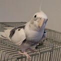 オカメインコオス　4才
