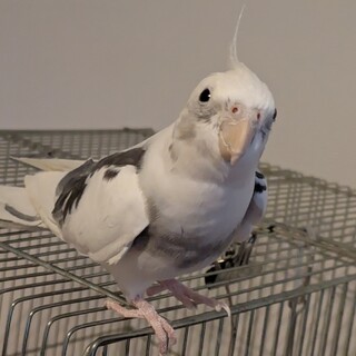 オカメインコオス　4才