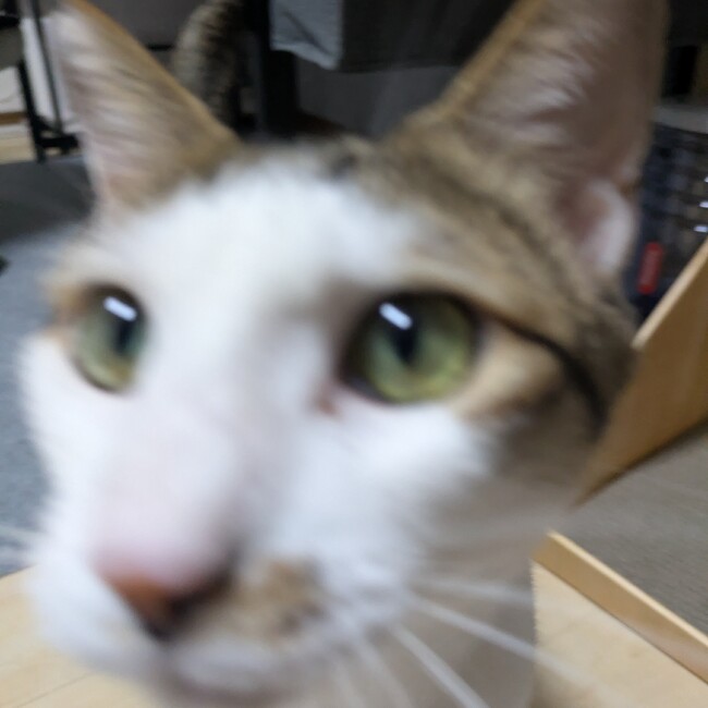 ゾン95のカバー写真