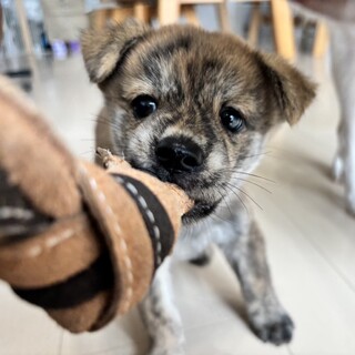 のんびり甘えん坊「こんぶ」くん