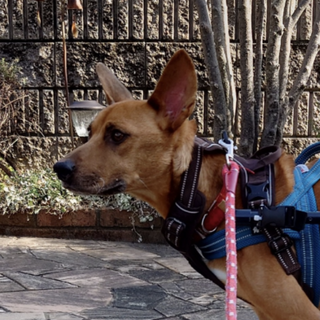 げんちゃんのずっとのお家が決まりました