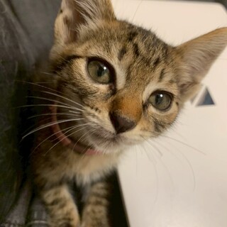 おねだり上手の小太郎くん