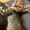 おねだり上手の小太郎くん サムネイル4