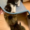 おねだり上手の小太郎くん サムネイル5