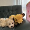ティアモ君ママ