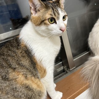 雑種の3歳メスです