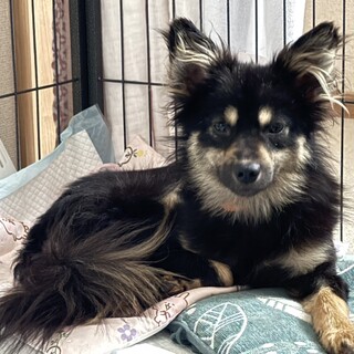 [眉毛がイケメン]1歳男の子