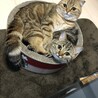 可愛い可愛いうちの猫達@福岡