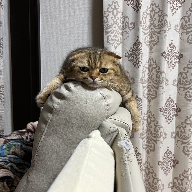 可愛い可愛いうちの猫達@福岡のカバー写真