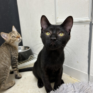 3ヶ月のわんぱくニースくん！